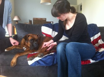 testing du membre postérieur