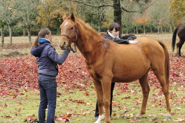 écoute viscérale des reins